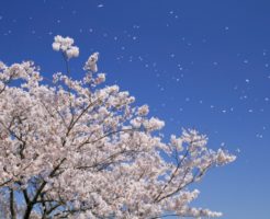 桜の雑学【満開・開花】