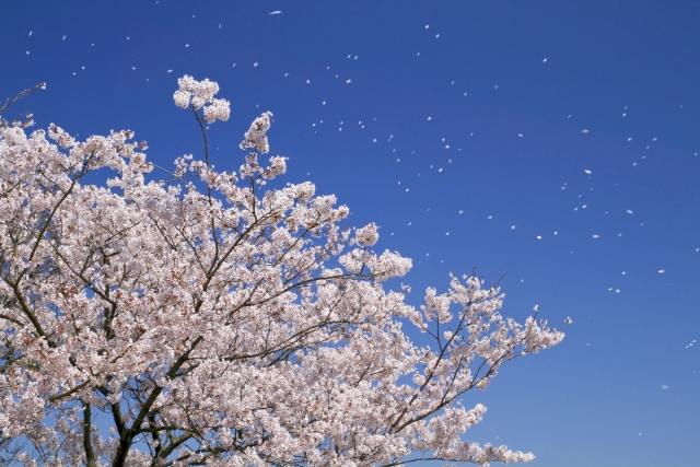 桜の開花情報の用語、「満開」「見ごろ」「開花」の違いとは？