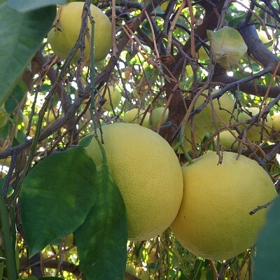 グレープフルーツの木